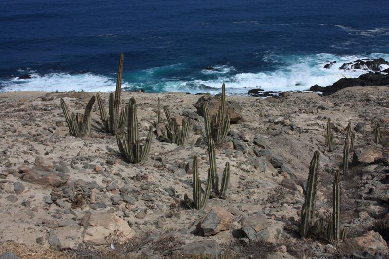 1050-per Nazca (panamericana),17 luglio 2013.JPG